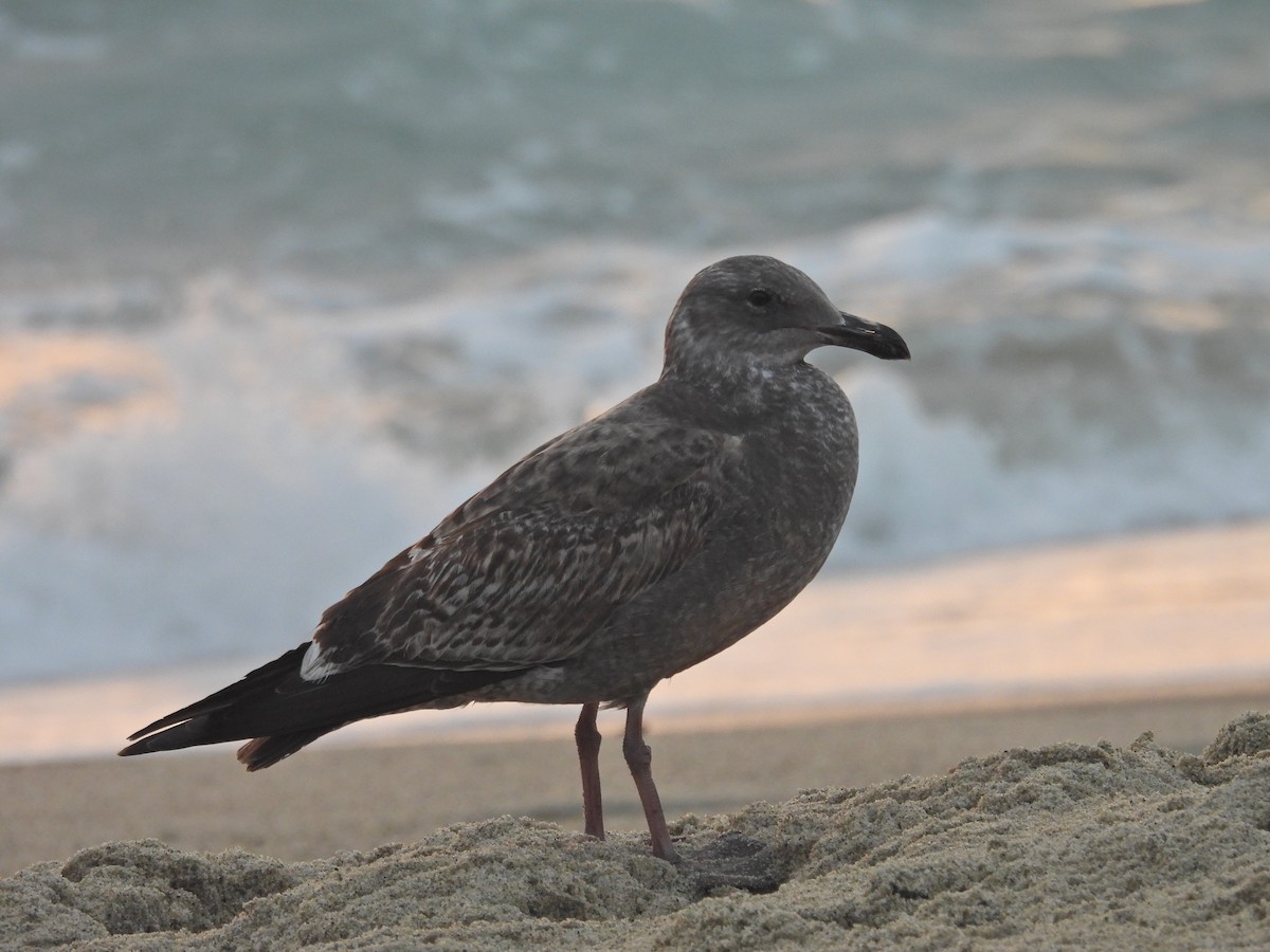 アメリカオオセグロカモメ - ML646946291