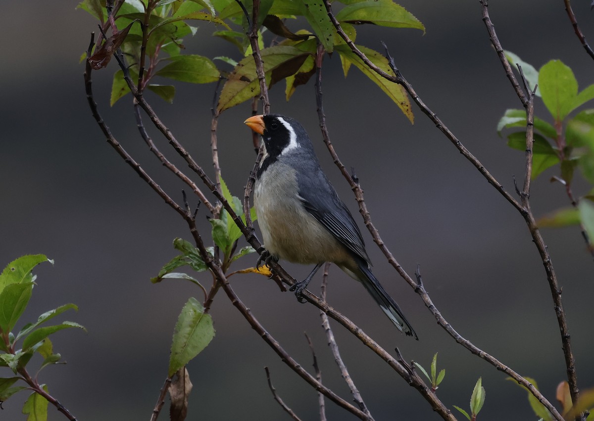 oransjenebbsaltator - ML646946292