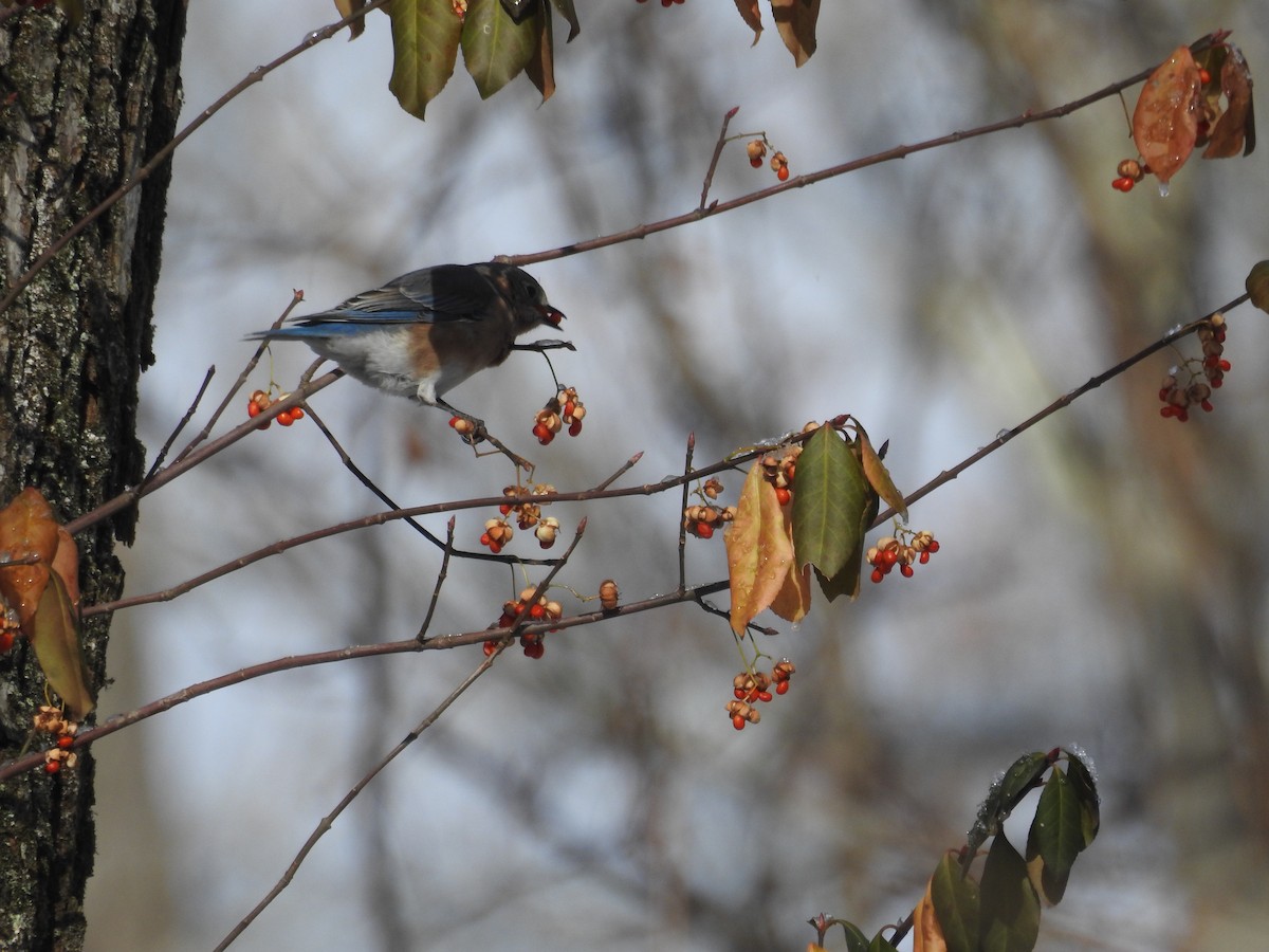 Eastern Bluebird - ML646946293