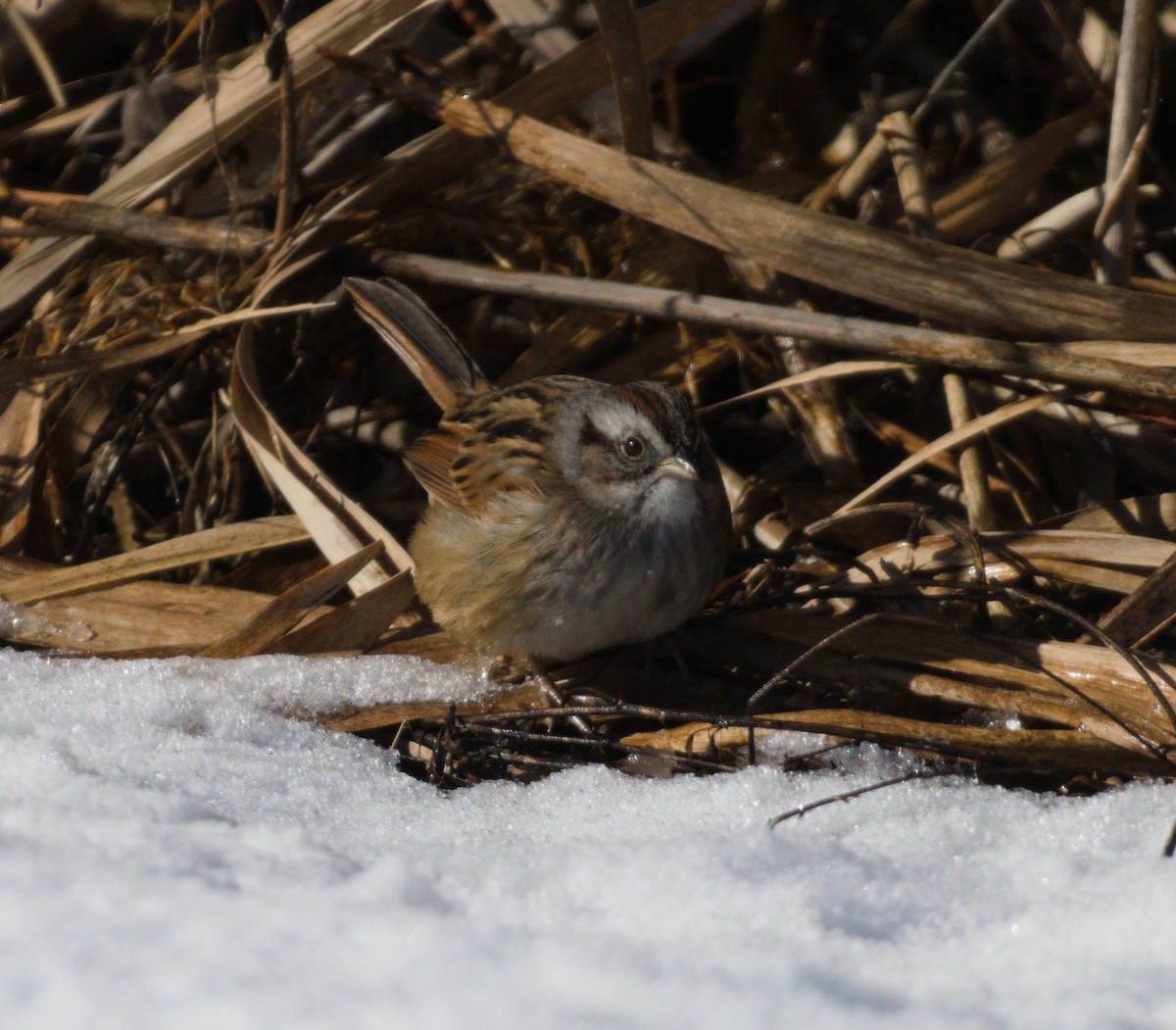 Sumpfammer - ML646946294