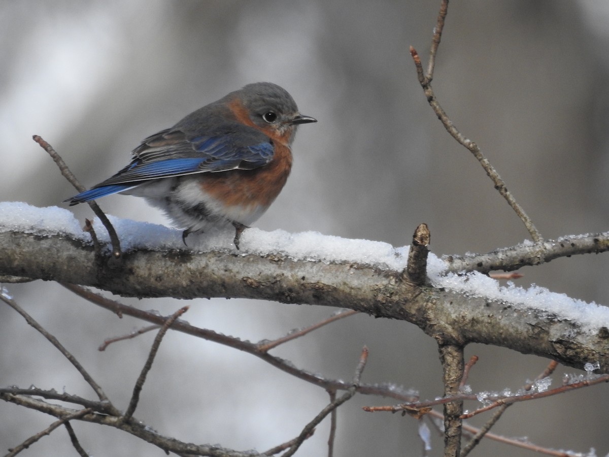Eastern Bluebird - ML646946306
