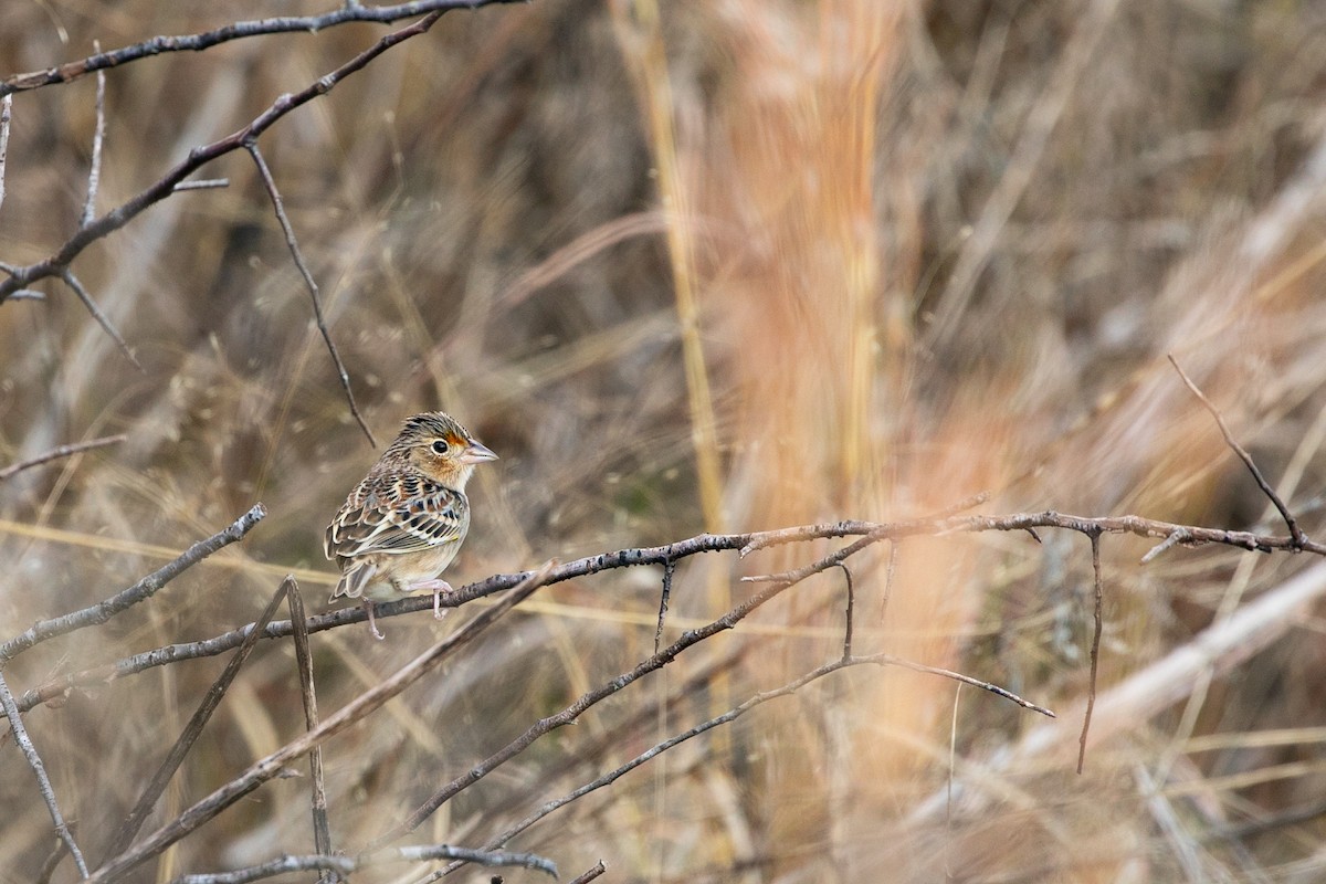 Chingolo Saltamontes - ML646946310