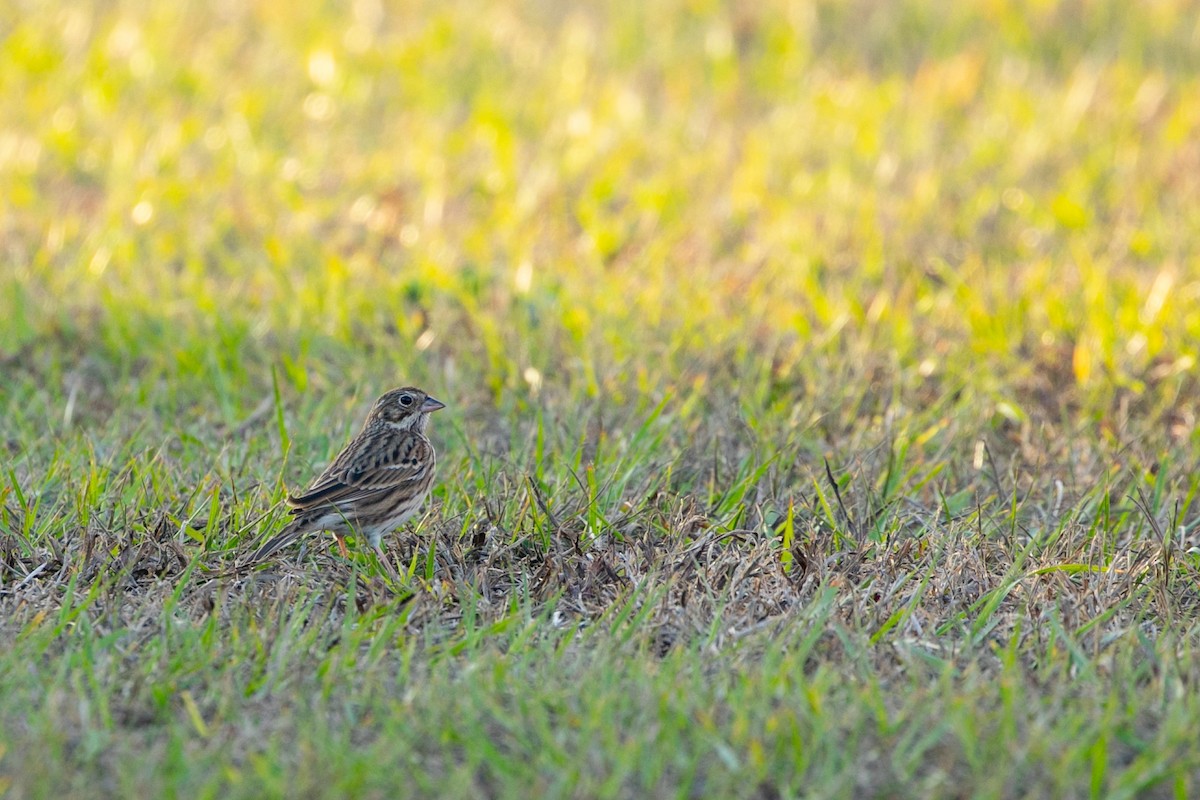 Chingolo Coliblanco - ML646946315
