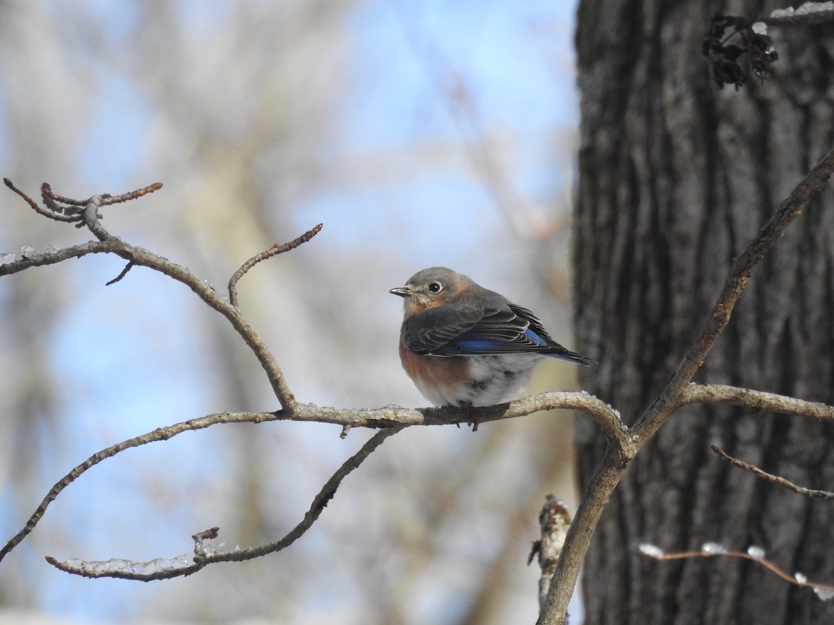 Eastern Bluebird - ML646946316