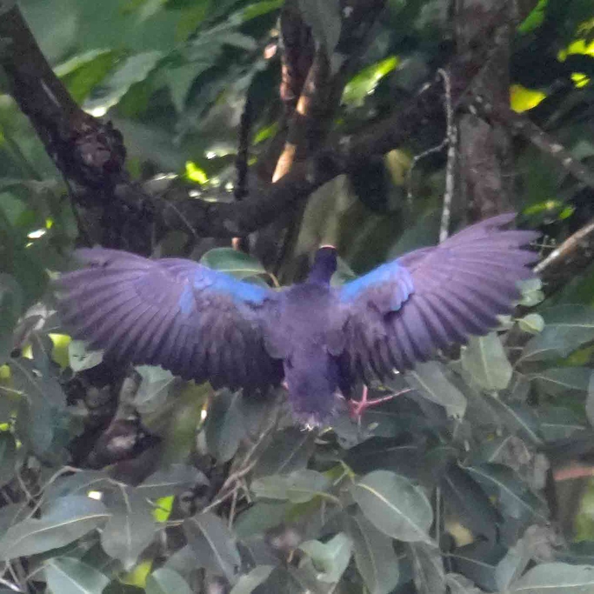 Australasian Swamphen - ML646946320