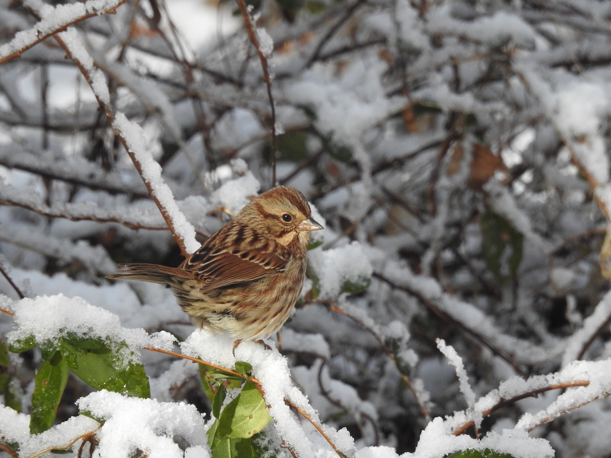 Song Sparrow - ML646946330