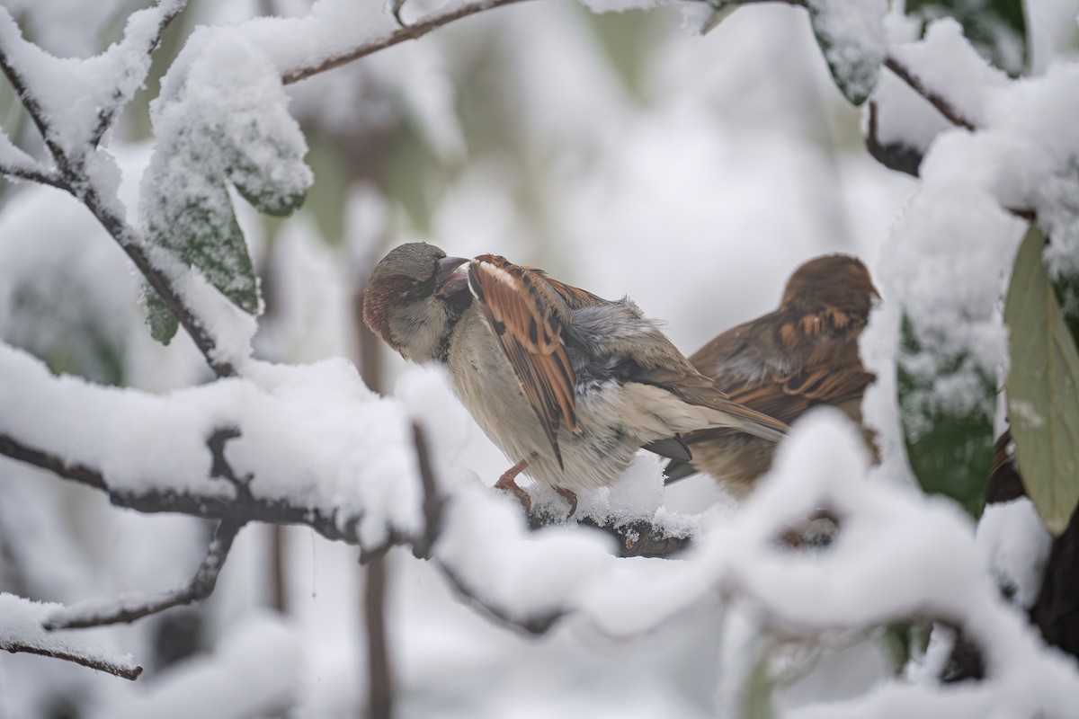 House Sparrow - ML646946335