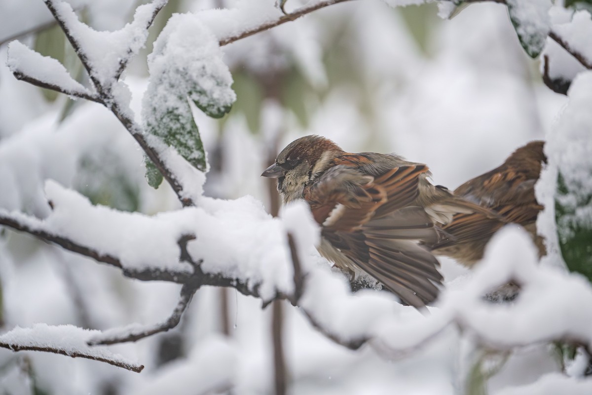 House Sparrow - ML646946336