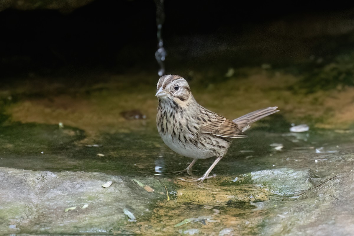 strnadec pruhohlavý - ML646946337