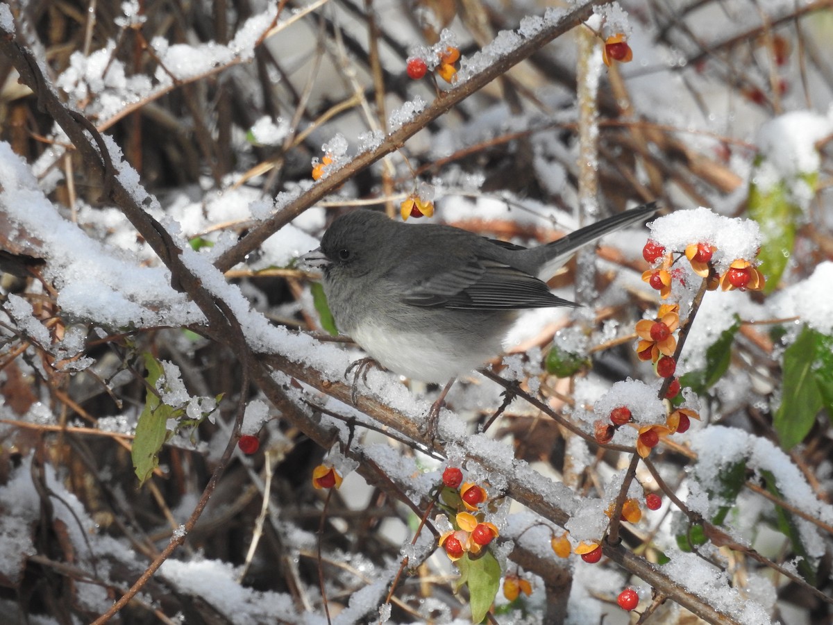 Dark-eyed Junco - ML646946345