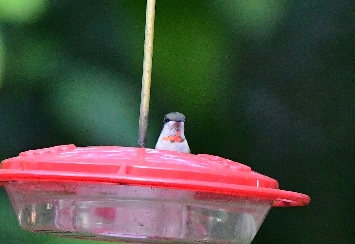 Ruby-throated Hummingbird - ML646946347