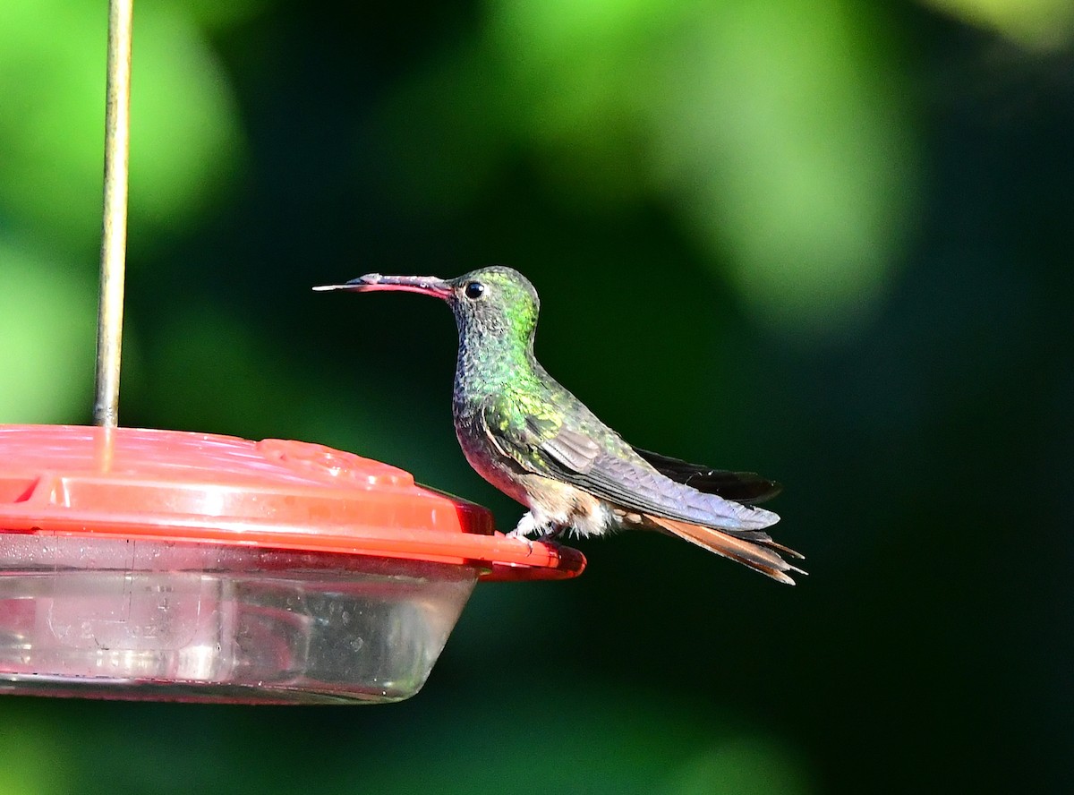 Buff-bellied Hummingbird - ML646946352