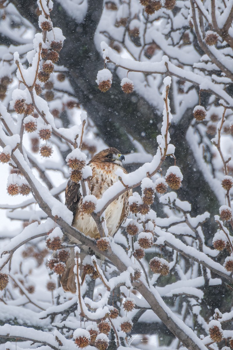 Red-tailed Hawk - ML646946353