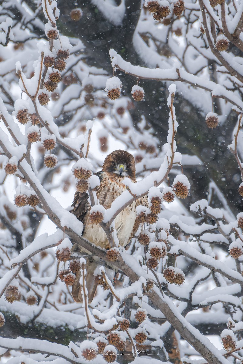 Red-tailed Hawk - ML646946354