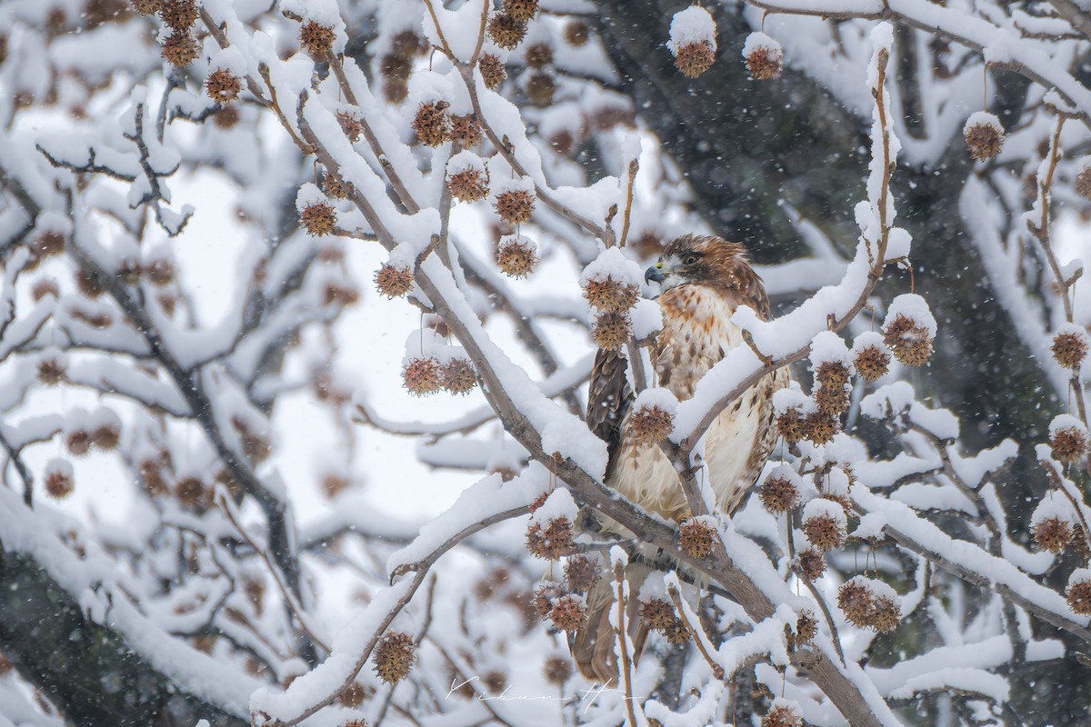 Red-tailed Hawk - ML646946355