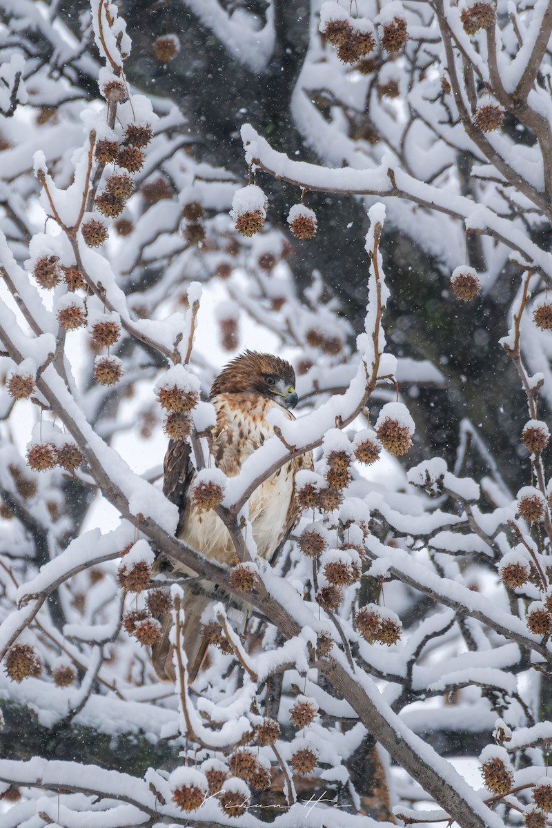 Red-tailed Hawk - ML646946356