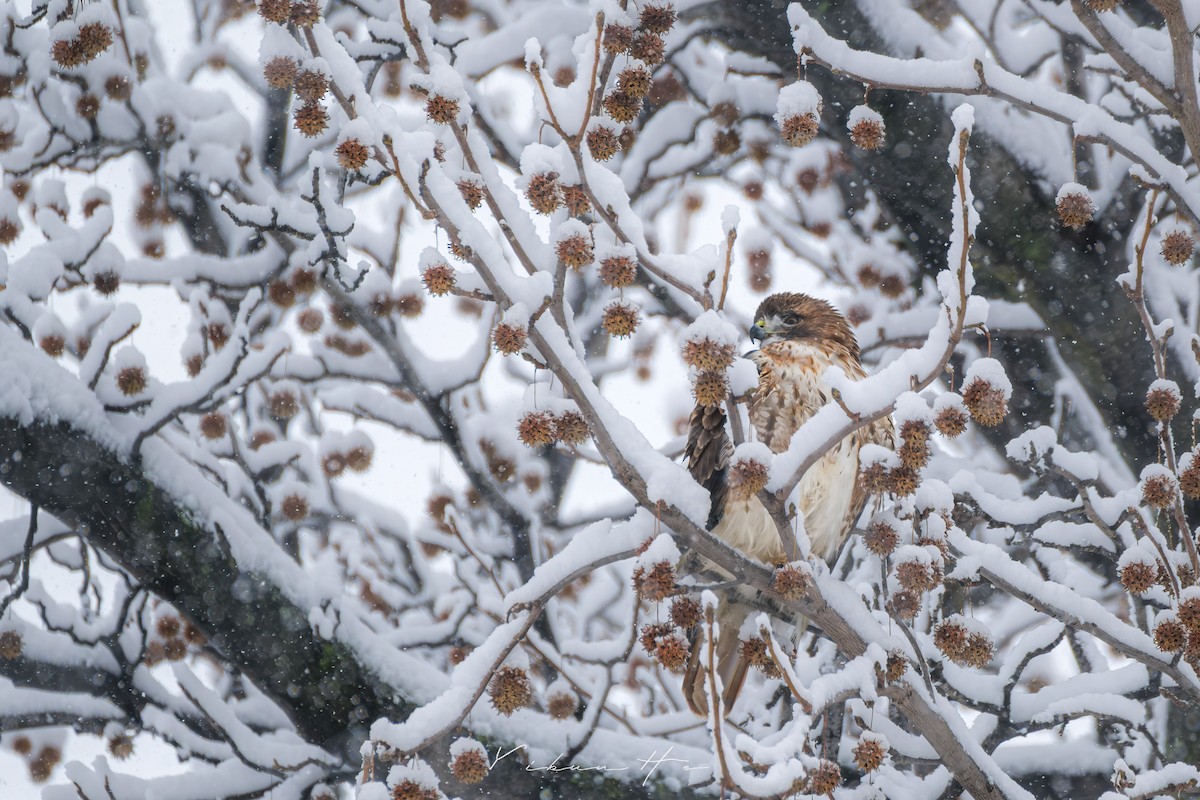 Red-tailed Hawk - ML646946357