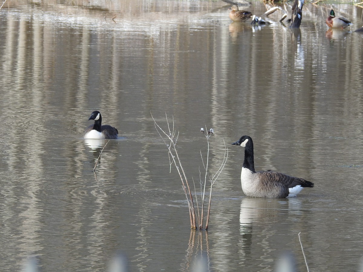 Canada Goose - ML646946359