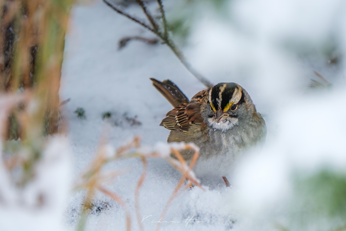 White-throated Sparrow - ML646946361