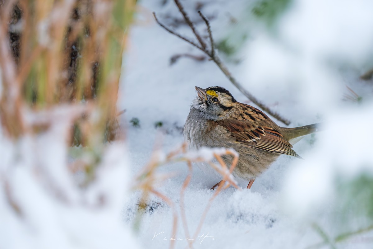 White-throated Sparrow - ML646946362
