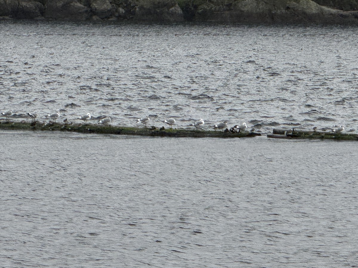 Black Turnstone - ML646946364