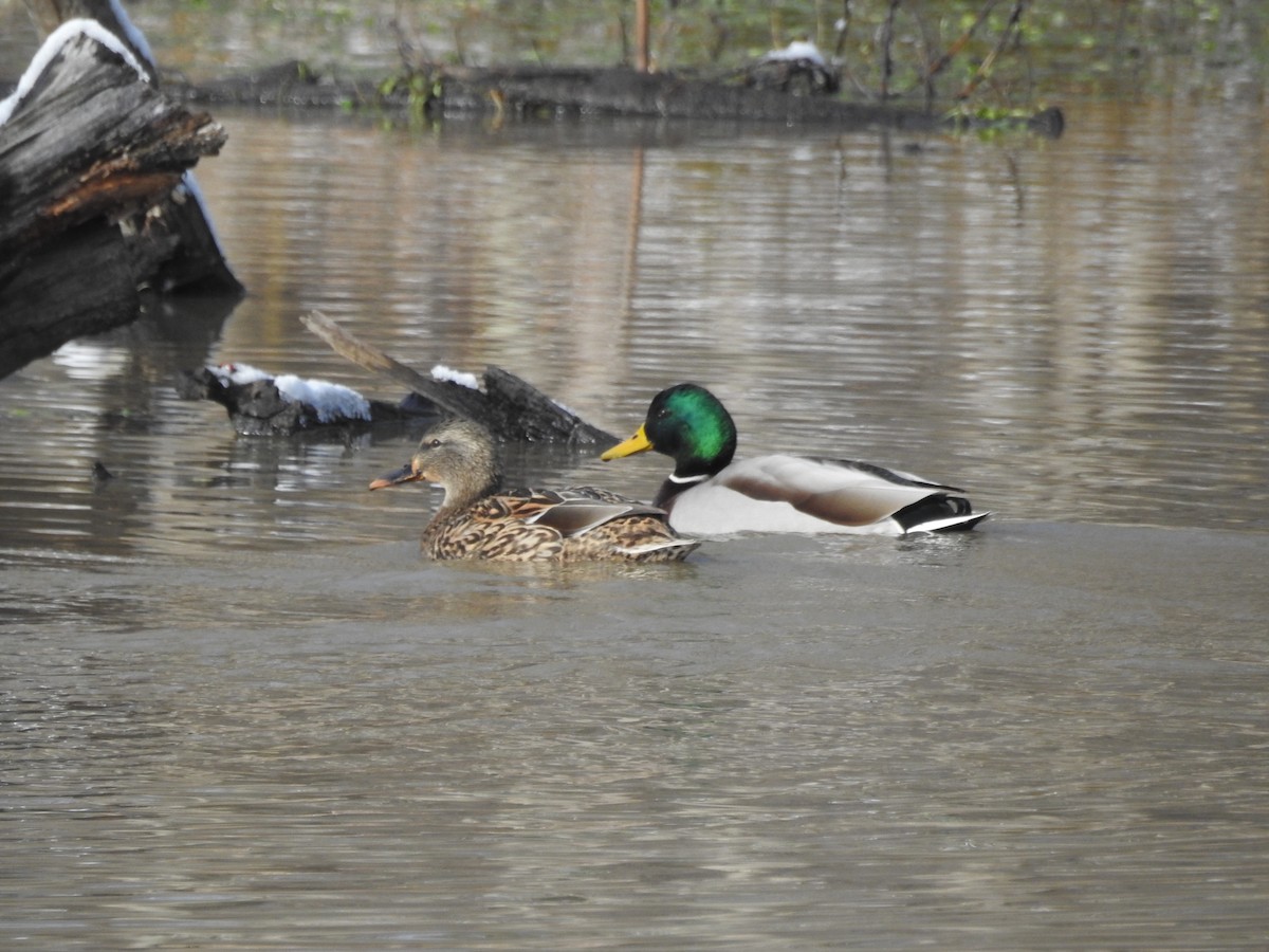 Mallard - ML646946366