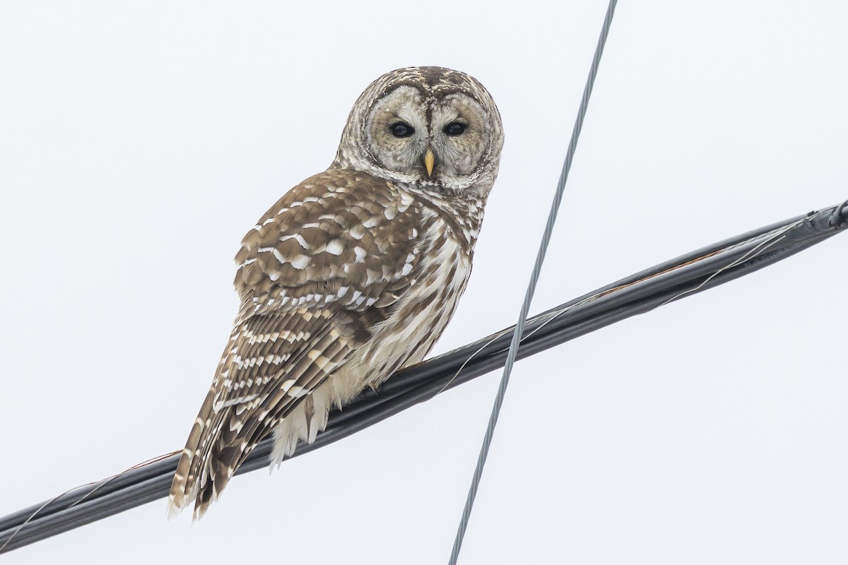 Barred Owl - ML646946369