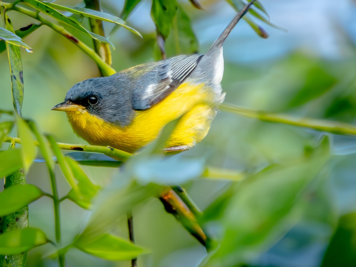 Tropical Parula - ML646946370