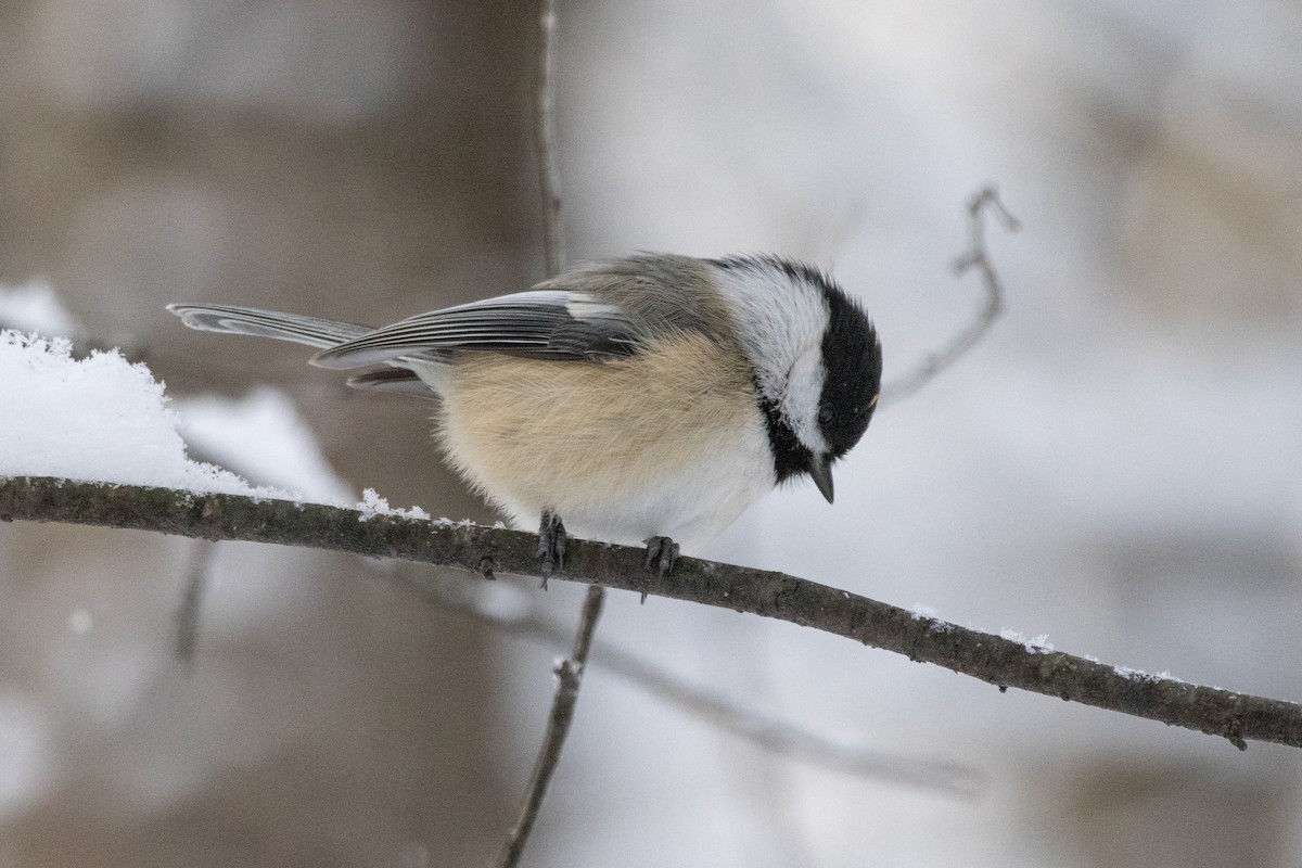 sýkora černohlavá - ML646946371