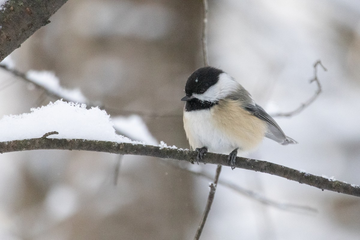 sýkora černohlavá - ML646946372