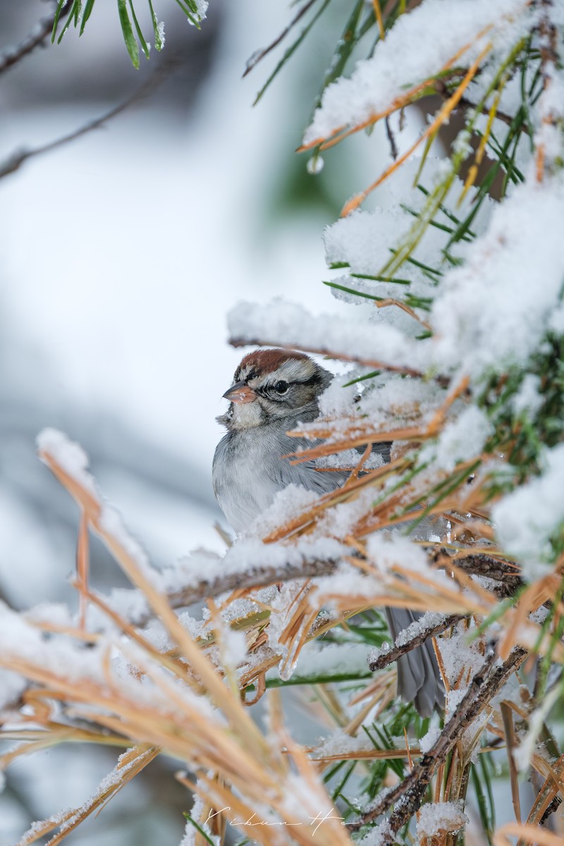 Chipping Sparrow - ML646946373