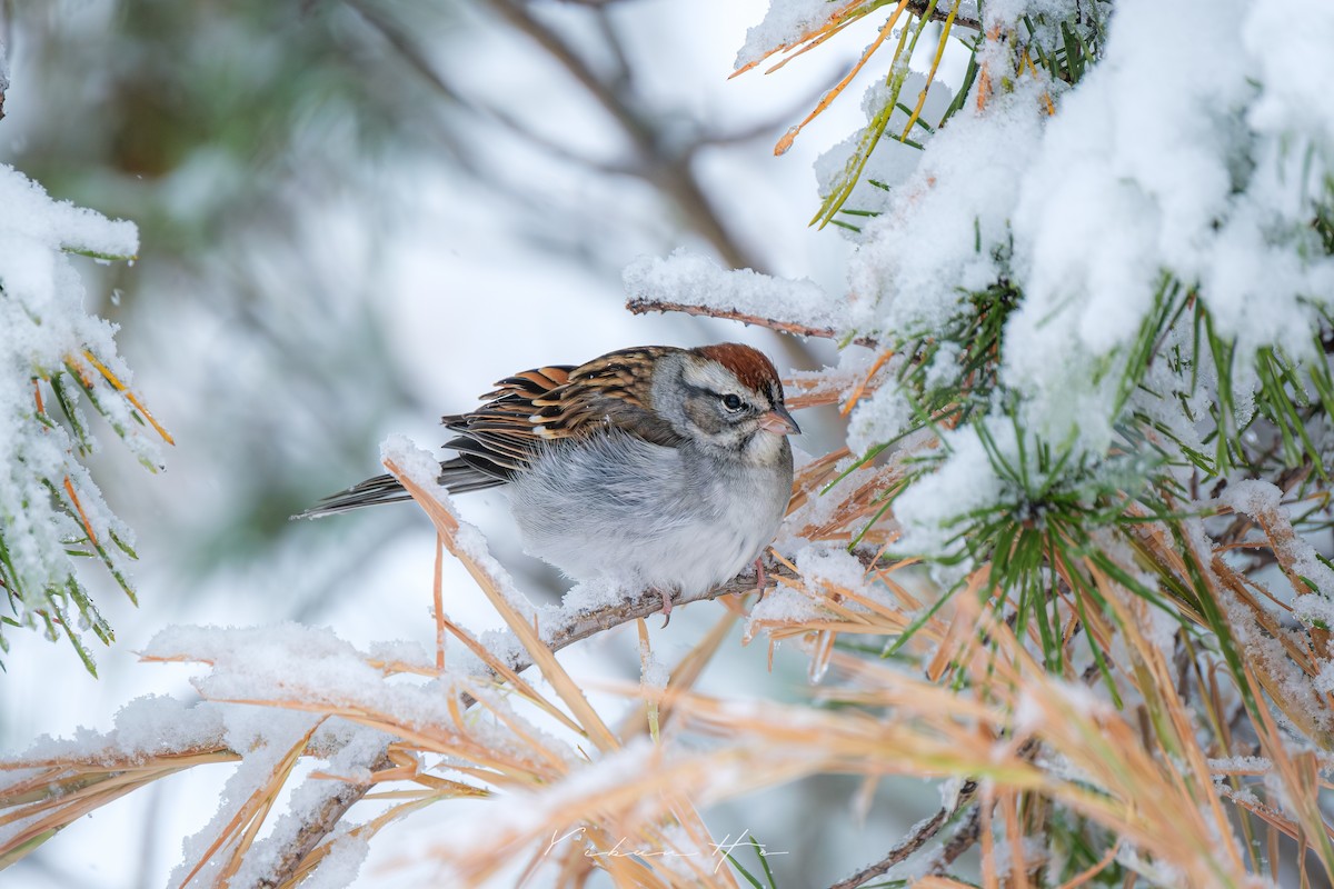 Chipping Sparrow - ML646946374
