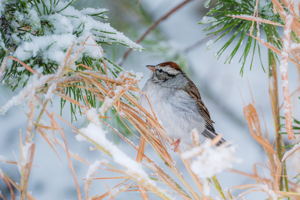 Chipping Sparrow - ML646946375
