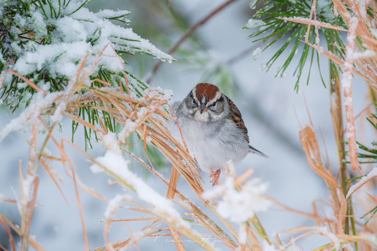 Chipping Sparrow - ML646946376
