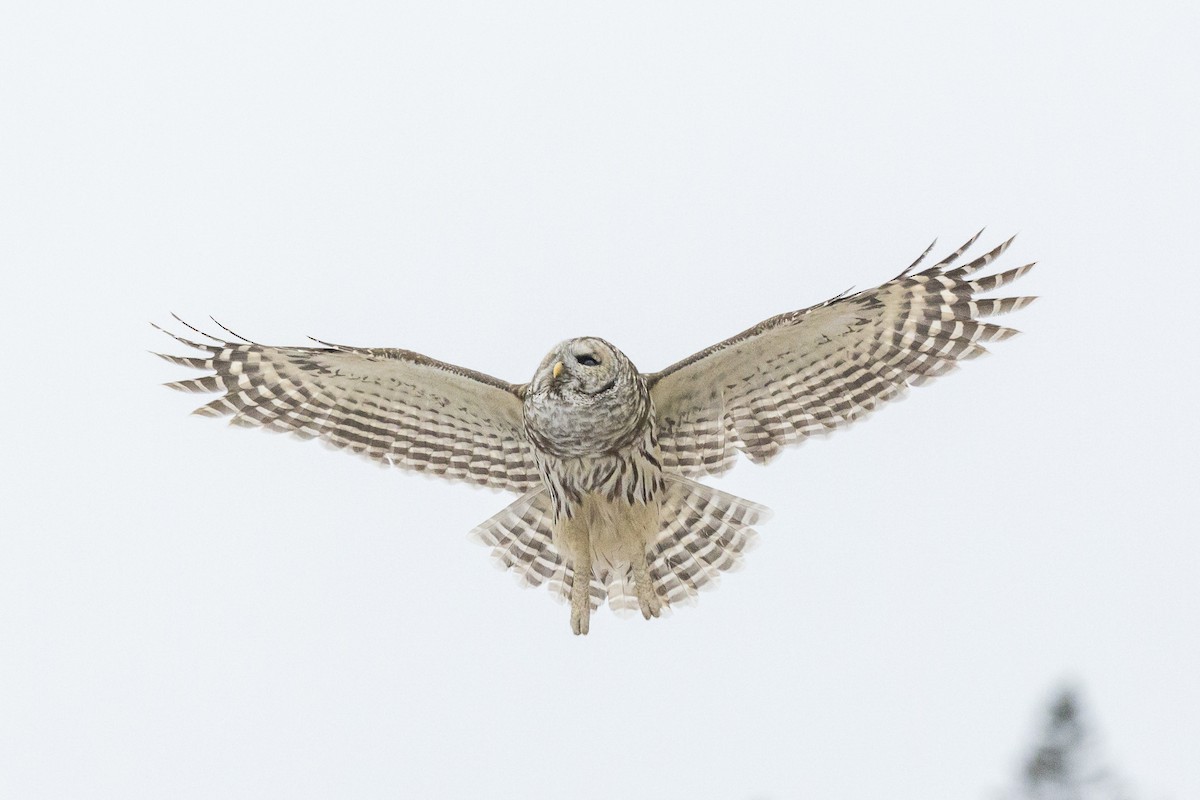 Barred Owl - ML646946377