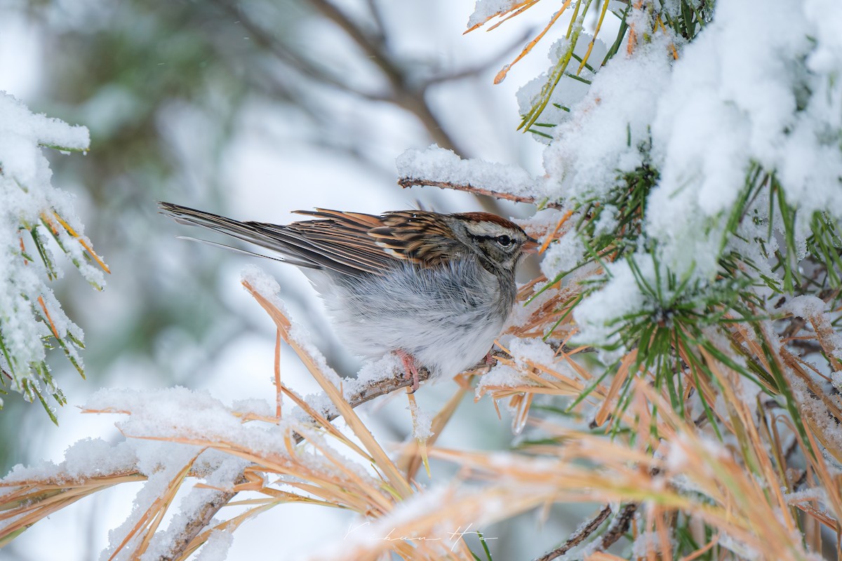 Chipping Sparrow - ML646946378