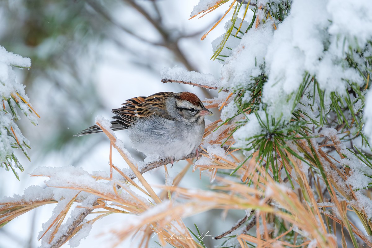 Chipping Sparrow - ML646946379
