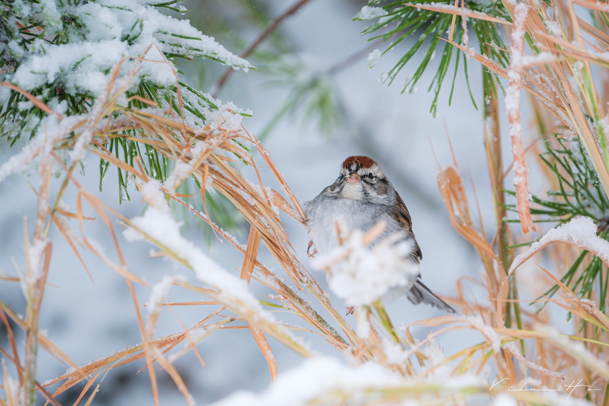 Chipping Sparrow - ML646946380