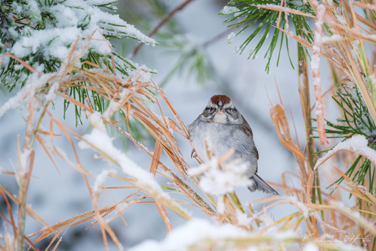 Chipping Sparrow - ML646946381