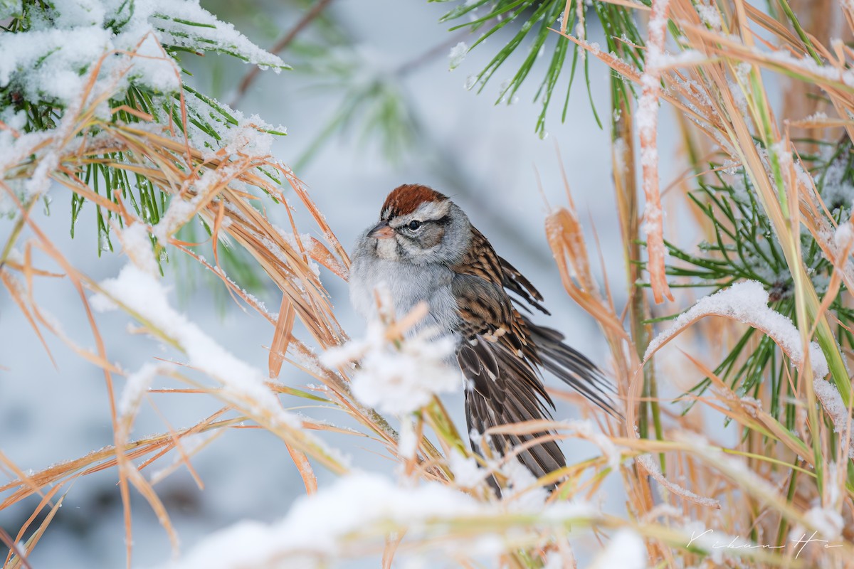 Chipping Sparrow - ML646946382
