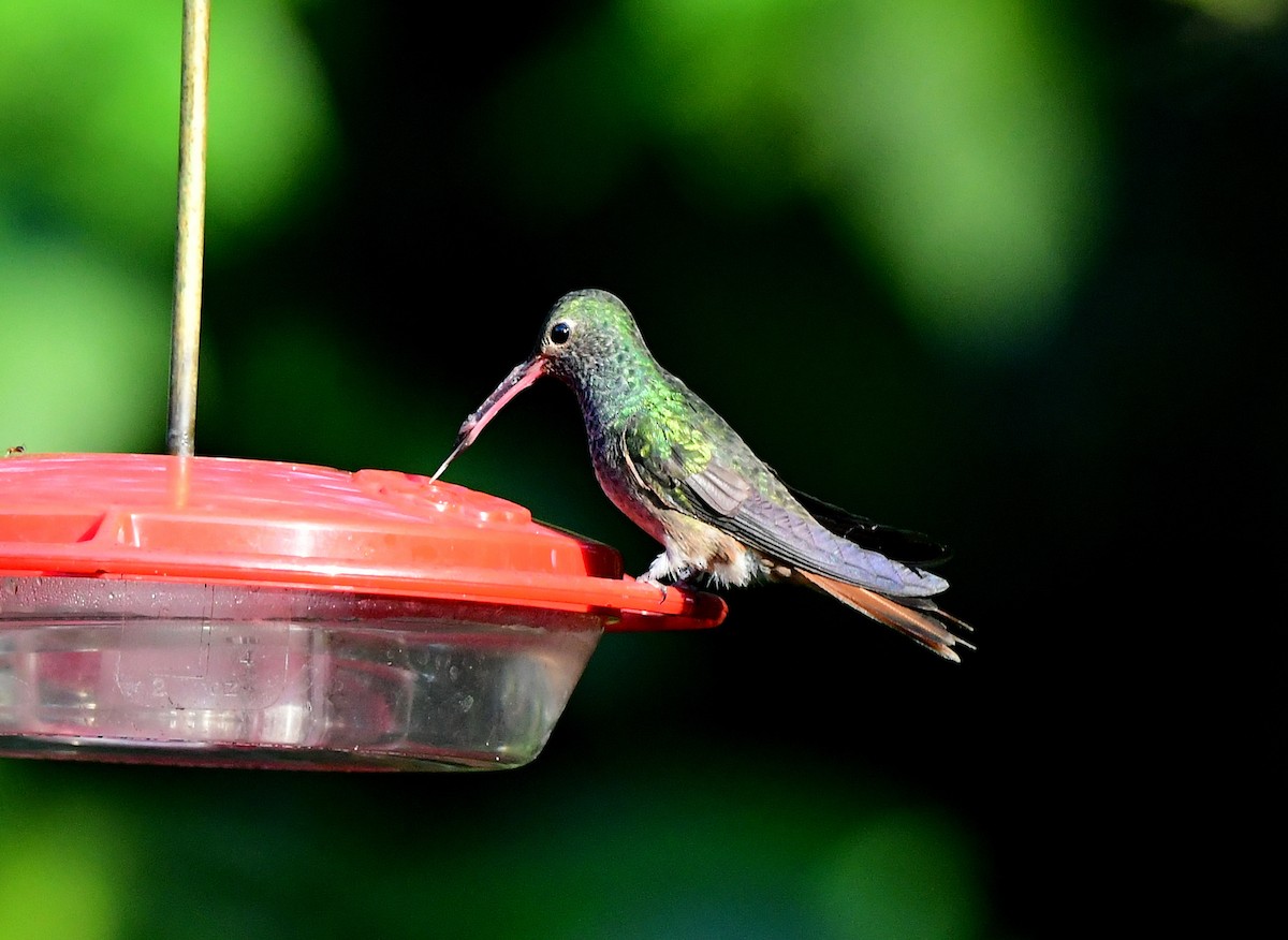 Buff-bellied Hummingbird - ML646946385