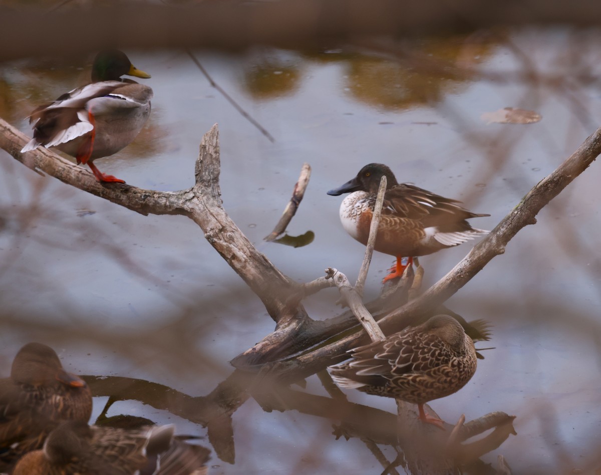 skjeand - ML646946386