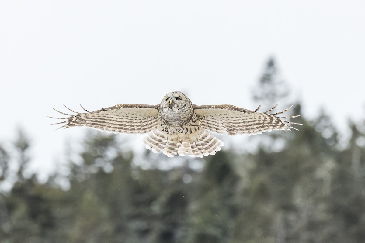 Barred Owl - ML646946388