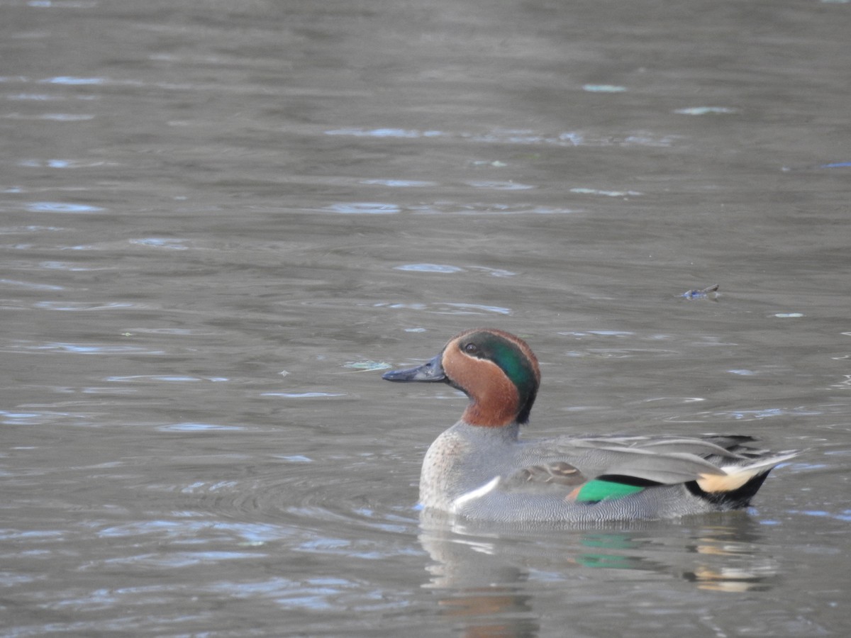 Green-winged Teal - ML646946389