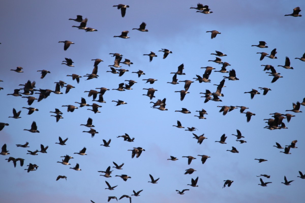 Canada Goose - ML646946390