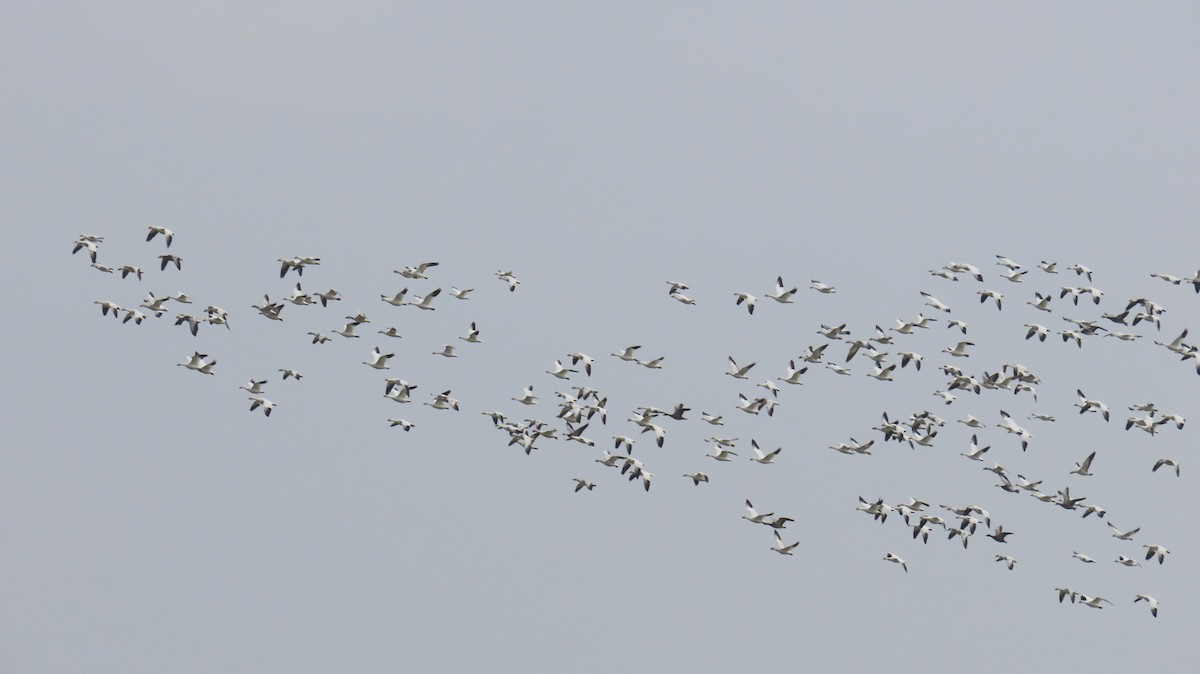 Snow Goose - ML646946391