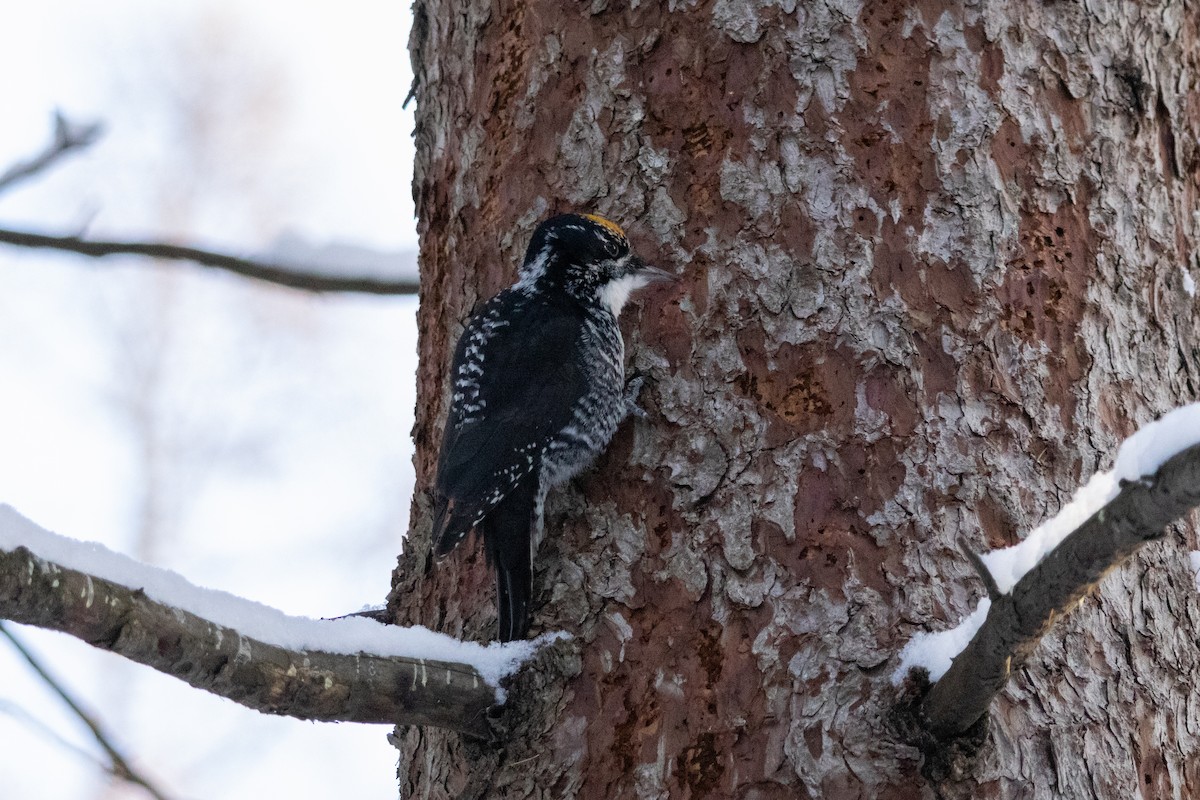 datlík smrkový - ML646946392