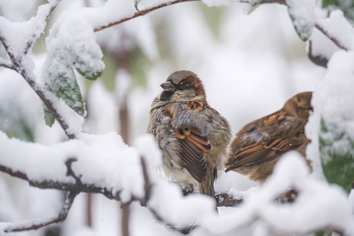 House Sparrow - ML646946393