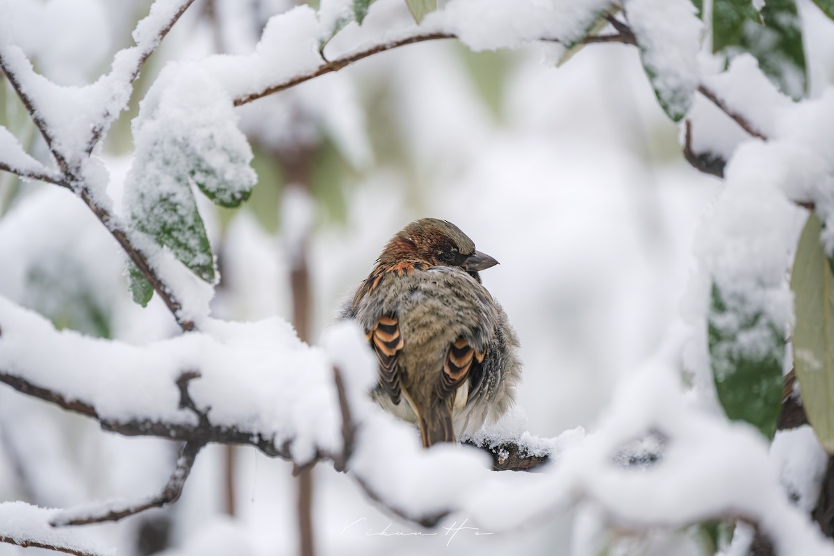 House Sparrow - ML646946394