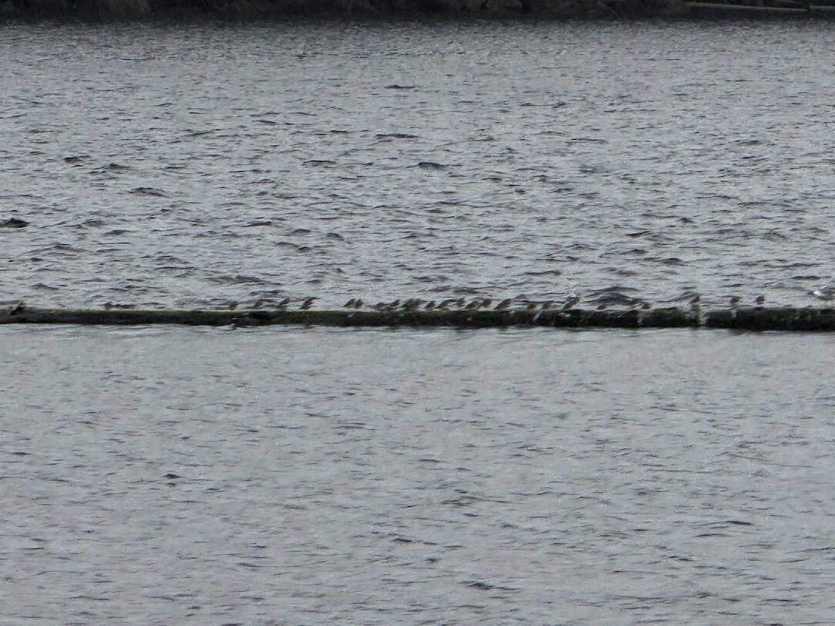 Dunlin - ML646946396